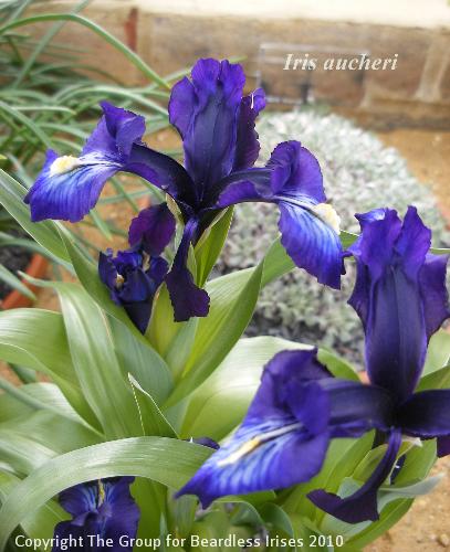 Iris aucheri 